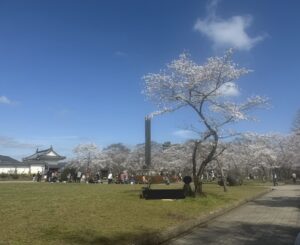 芝生の広場に立つ大きな桜の木（人物の顔は伏せています）