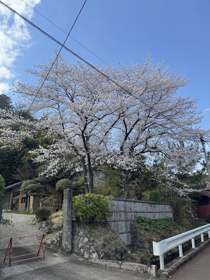 散歩の途中で見上げた、青空に映える満開の桜