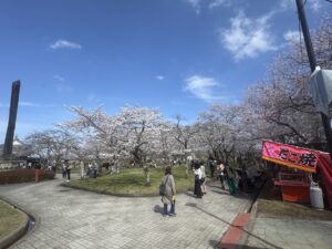 桜の下、屋台も出てにぎわうお花見の風景（人物の顔はぼかしています）