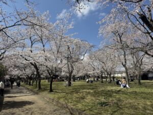 満開の桜並木が続く公園の様子（人物の顔はぼかしています）
