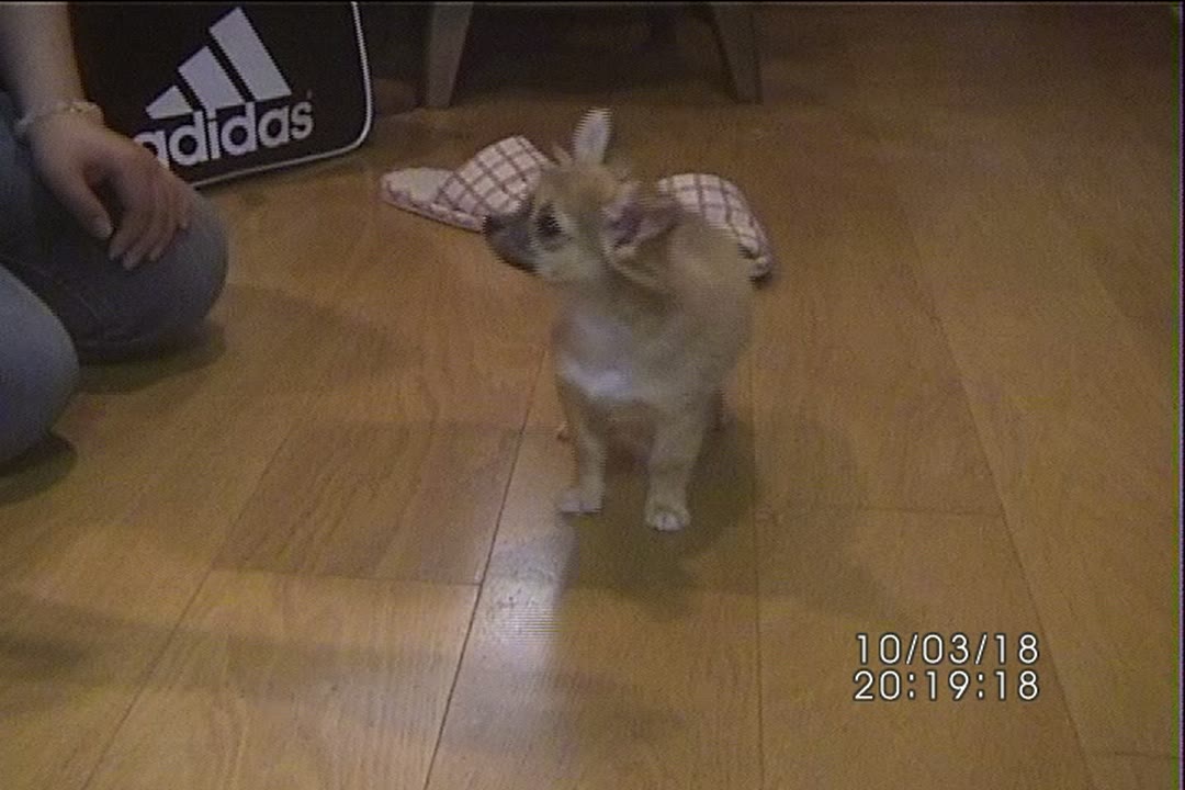 2010年3月18日20時19分、MiniDVに残っていたチワワのナッツ